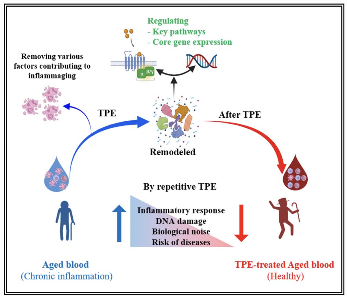 davidasinclair's tweet photo. Plasmapheresis or therapeutic plasma exchange (TPE), replaces blood plasma with saline &amp; purified albumin, extends rodents’ lifespan and now shown to have lasting age-reversal effects in humans 👏 https://t.co/YQ2kP0nvoj https://t.co/tWPOZm2Wiy