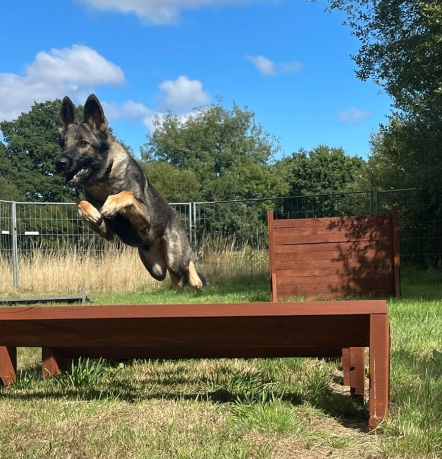 PDFranky's tweet photo. It's a bird...it's a plane...well kind off...it's GOOSE!!! #TPDGOOSE #policedog #gsd #agility #longjump #flying https://t.co/pQKLBTIWAK