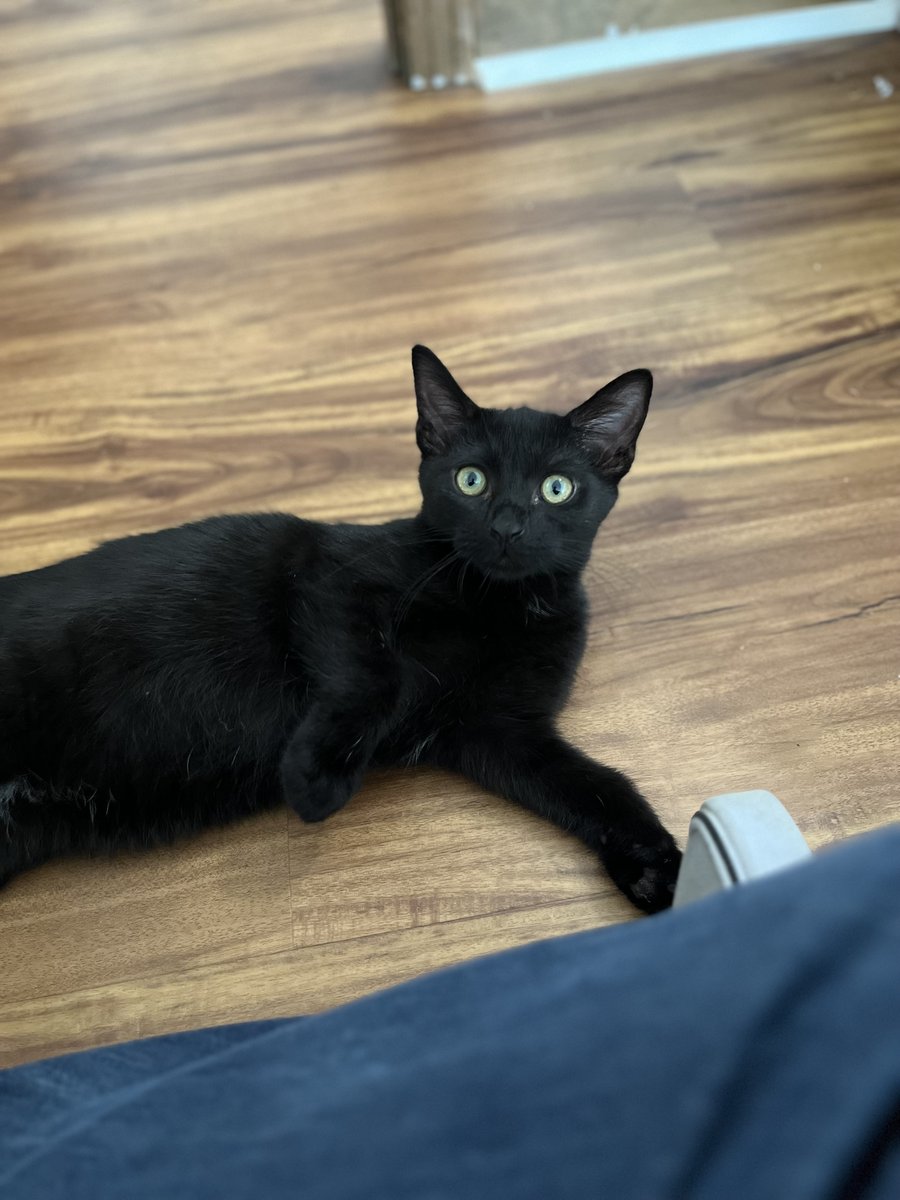 Welcome home, Ziggy (Stardust).