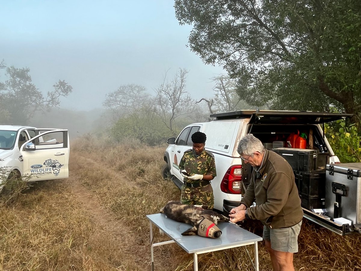 wildlifeact's tweet photo. [1] It has been a tough month for the Wild Dog pack on @SomkhandaKZN. 

The Wildlife ACT and Somkhanda team has been working hard to rescue five African Wild Dogs from snares. 

#FordWildlifeFoundation
#PAMCo
#EmvokweniCommunityTrust

@FordSouthAfrica @WILDLANDSSA https://t.co/KhrHmtEoC3