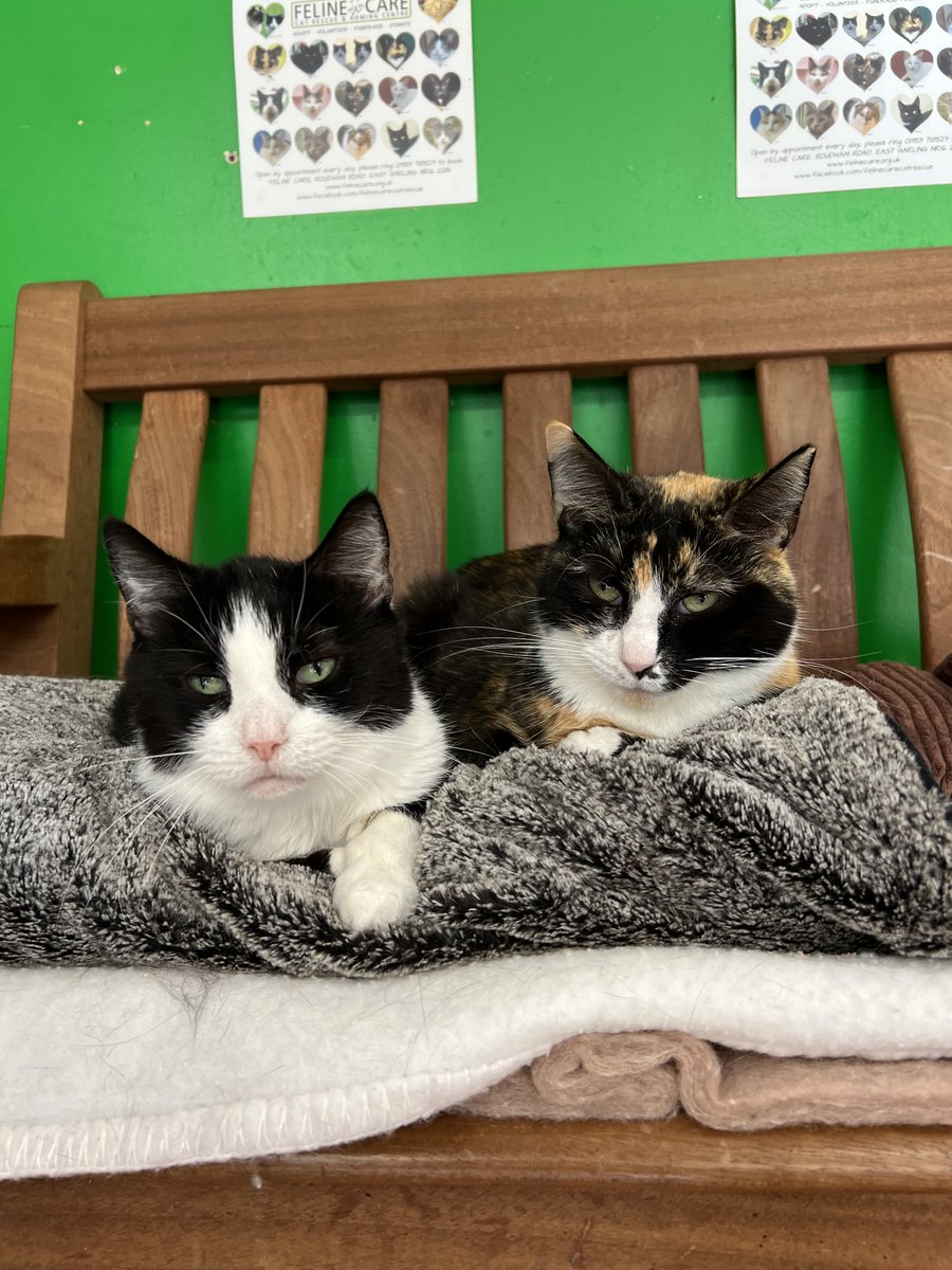 FelineCare's tweet photo. Lulu and Muffin are so bonded, they created a beautiful friendship here at Feline Care! Adopt an elderly cat:
https://t.co/jQlu4ok2cP

#friends #bestfriends #friendshipgoals #olderladies #cats #catlovers #catsoftwitter #adopt #applytoadopt #adoptanoldercat #felinecare #catlife https://t.co/XGrv5mBchO