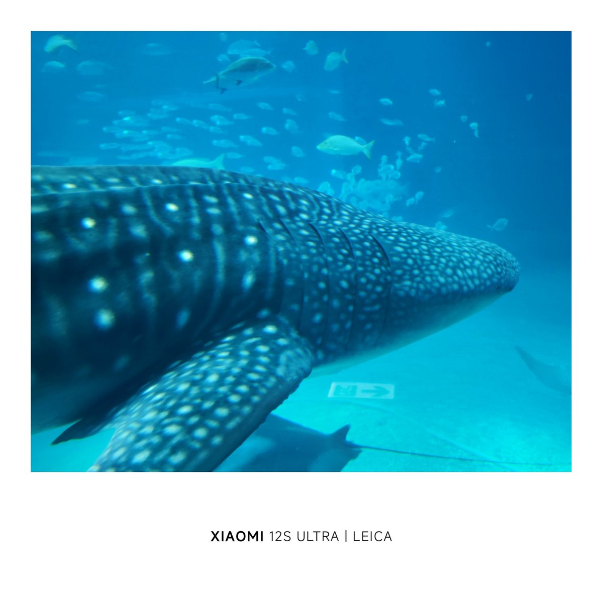 don_donko_1849's tweet photo. お魚撮るのってなかなか難しいですね (´+ω+｀)
#Xiaomi12SUltra https://t.co/n9lQ5Ovlm0