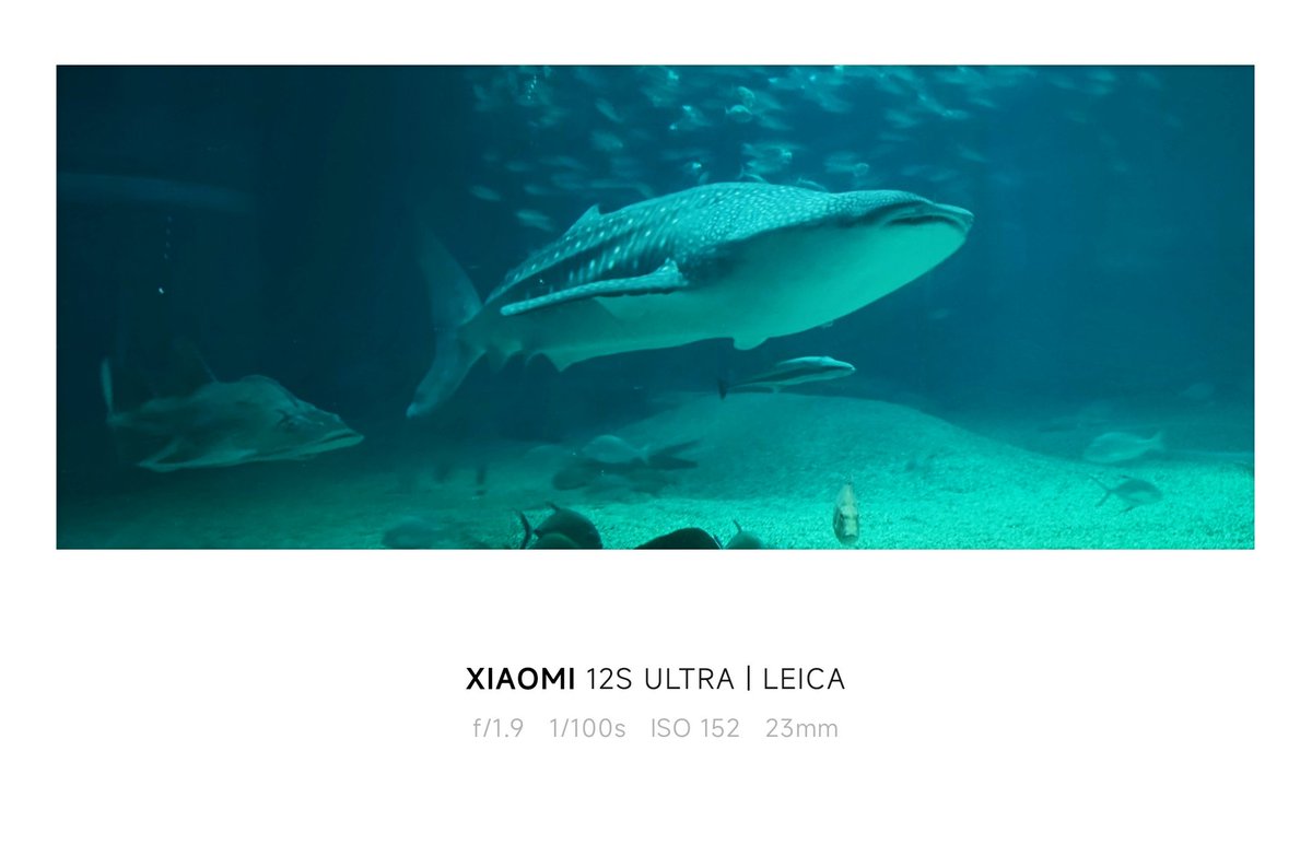 don_donko_1849's tweet photo. お魚撮るのってなかなか難しいですね (´+ω+｀)
#Xiaomi12SUltra https://t.co/n9lQ5Ovlm0