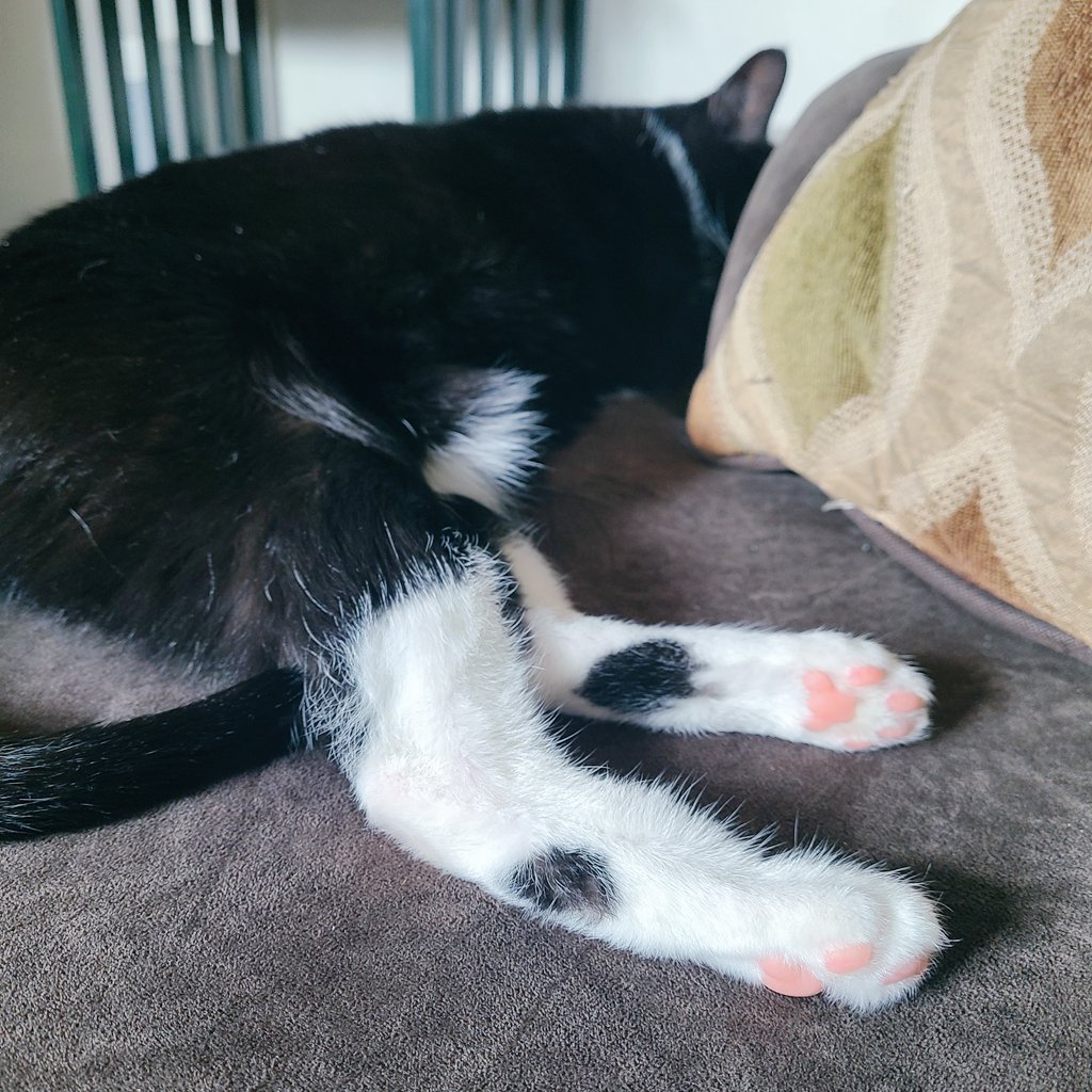 BlueMusings309's tweet photo. They say looking at round things can create joy. Her little spots and beans do for me! What small things do you do to make yourself happy?
#DisabilityTwitter #MentalHealthMatters #buildaladder #mentalhealth #CatsofTwittter #BlackCat #thursdayvibes https://t.co/piocDMyFQw