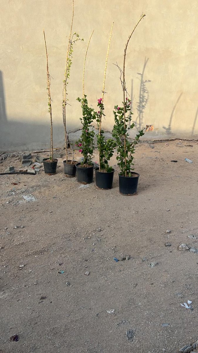 بامبو . (@ghsil1) on Twitter photo بدعمكم نستمر
<a href="/alrass_xp/">الرس اكس بي</a>
<a href="/twaslalrss/">#تواصل_الرس</a>
<a href="/sfsalsharekh/">صالح فهد الشارخ</a>
<a href="/fhahd_alharbi/">صديق البيئة: فهد الوسيدي</a>
@aziz6202
<a href="/Abu_Firas20/">أبوفراس</a>
@news_qassim بدعمكم نستمر
<a href="/alrass_xp/">الرس اكس بي</a>
<a href="/twaslalrss/">#تواصل_الرس</a>
<a href="/sfsalsharekh/">صالح فهد الشارخ</a>
<a href="/fhahd_alharbi/">صديق البيئة: فهد الوسيدي</a>
@aziz6202
<a href="/Abu_Firas20/">أبوفراس</a>
@news_qassim