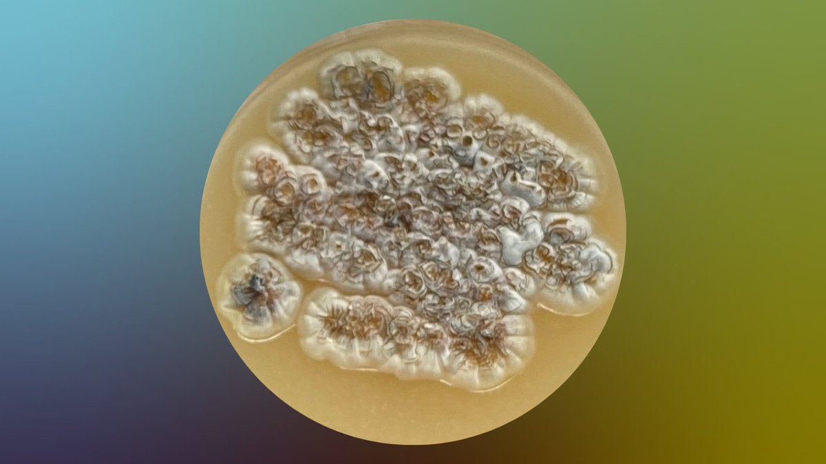 Science à la pelle tweet media