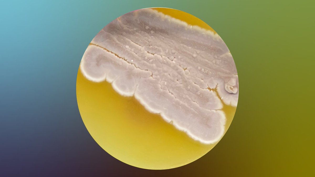 Science à la pelle tweet media