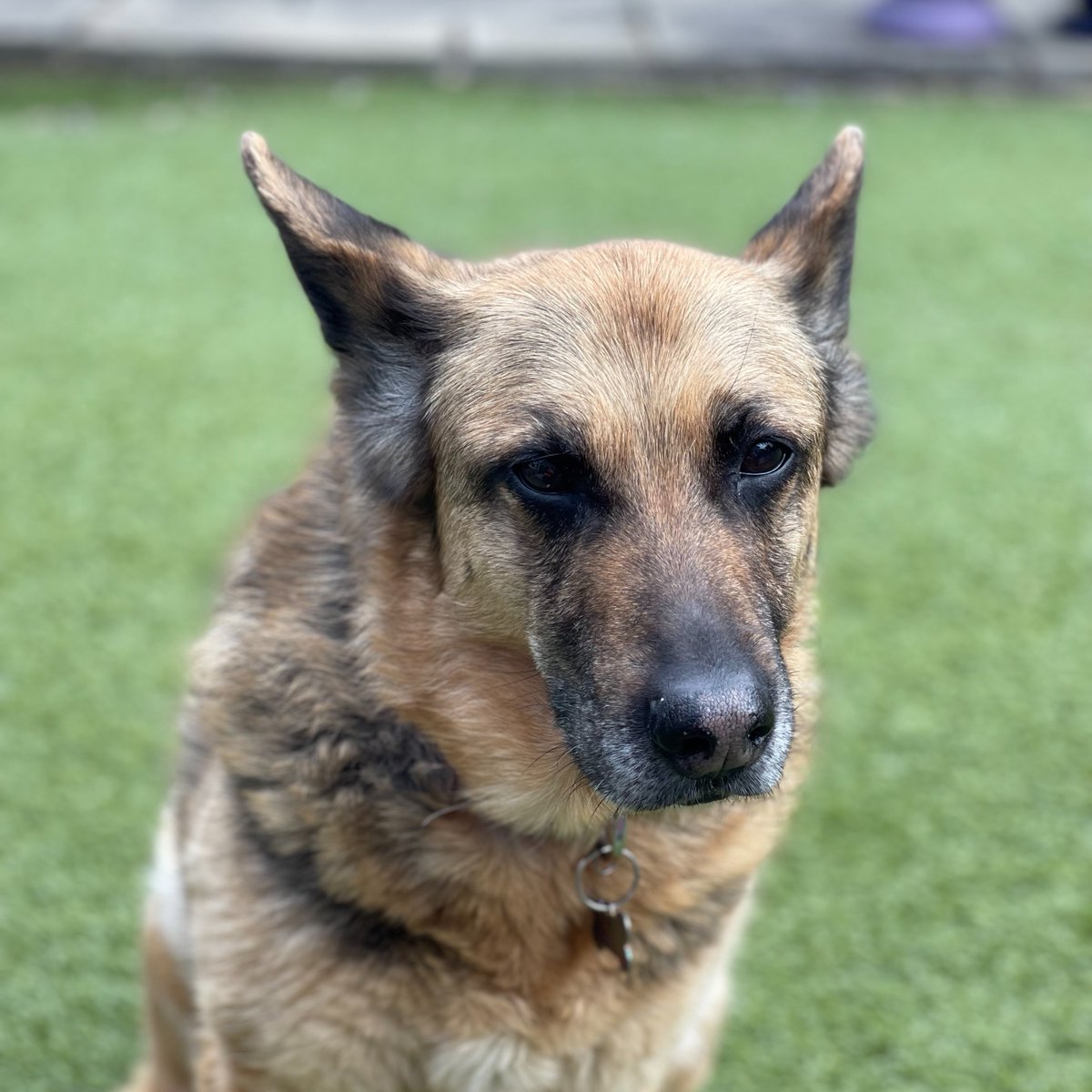 Pippa comes to see us every 3 months for her medication review following RCVS guidelines and she's doing really well on her current medication!

Here she is chilling in the garden after her last appointment! 😎

#ScarsdaleVets #pet #vet #dogs