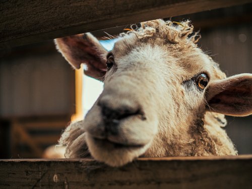 FINDRAclothing's tweet photo. Merino wool products don’t need to be washed as much as other fabrics because of their odour resistant qualities.
That means less water and energy to use looking after, another sustainability win for merino! 🐏✨
#findraclothing #findramerino #merino https://t.co/7VaFMl2Fwo