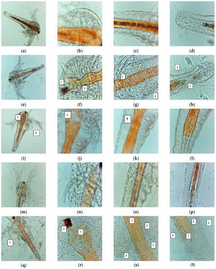 AscarbiB's tweet photo. #ASCARBITeInforma |Microbiología| Evaluación del extracto de Usnea barbata (L.) Weber ex F.H. Wigg para posibles aplicaciones en infecciones de la cavidad oral
Conoce más en: https://t.co/OYyo0ft5PN
#Antioxidants #Canola #Bioadhesive #Infections https://t.co/ButBkehFcL
