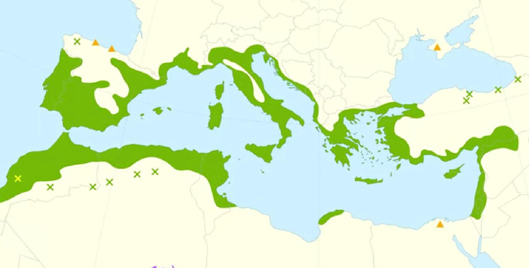 Olea europaea распространение и место обитания