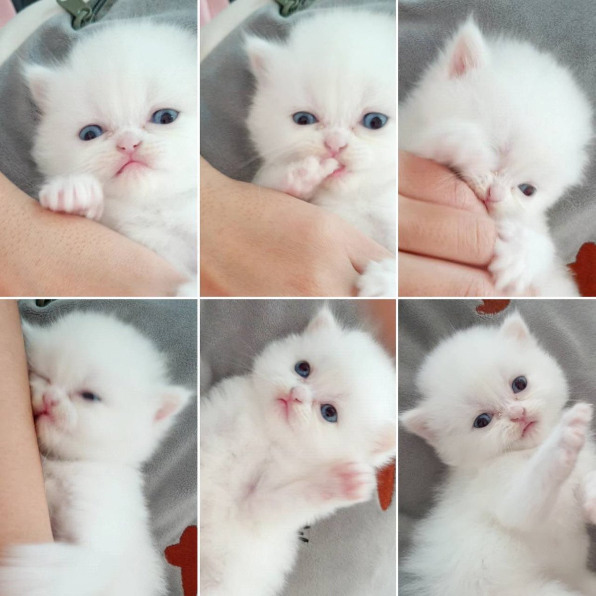 metakittiesnft's tweet photo. Happiness 😽
#Metaversekittens #NFTs #KittensOfTwitter #NFTCommuntiy https://t.co/ho8atxQvuo