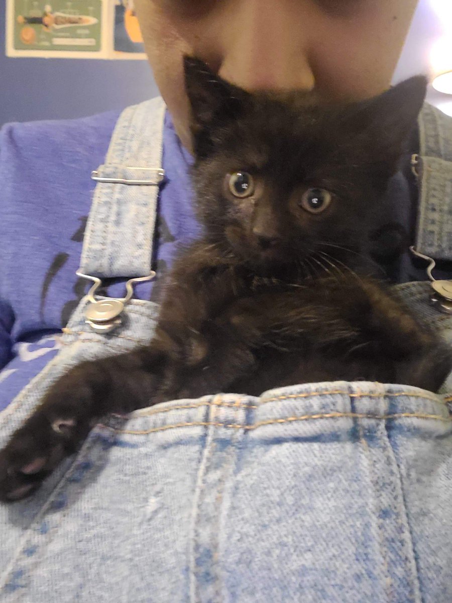 ItMacklyn's tweet photo. Apollo, the #battlestar kitty, with a progress report! No longer fit inside the uniform pocket, so we had to get creative! #blackcatlove #viperpilot #battlestargalactica https://t.co/8s5DUYJaOE