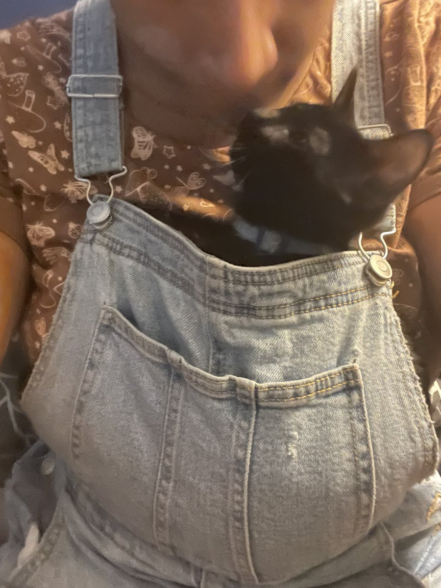 ItMacklyn's tweet photo. Apollo, the #battlestar kitty, with a progress report! No longer fit inside the uniform pocket, so we had to get creative! #blackcatlove #viperpilot #battlestargalactica https://t.co/8s5DUYJaOE