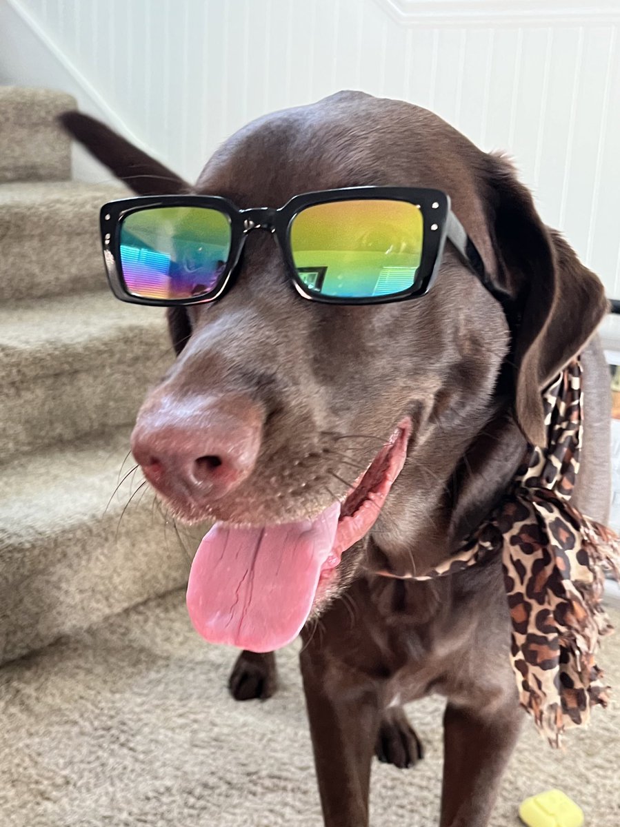 Have a dog gone good day!!!!! #startofyourday #goodday #dogs #PositiveVibes