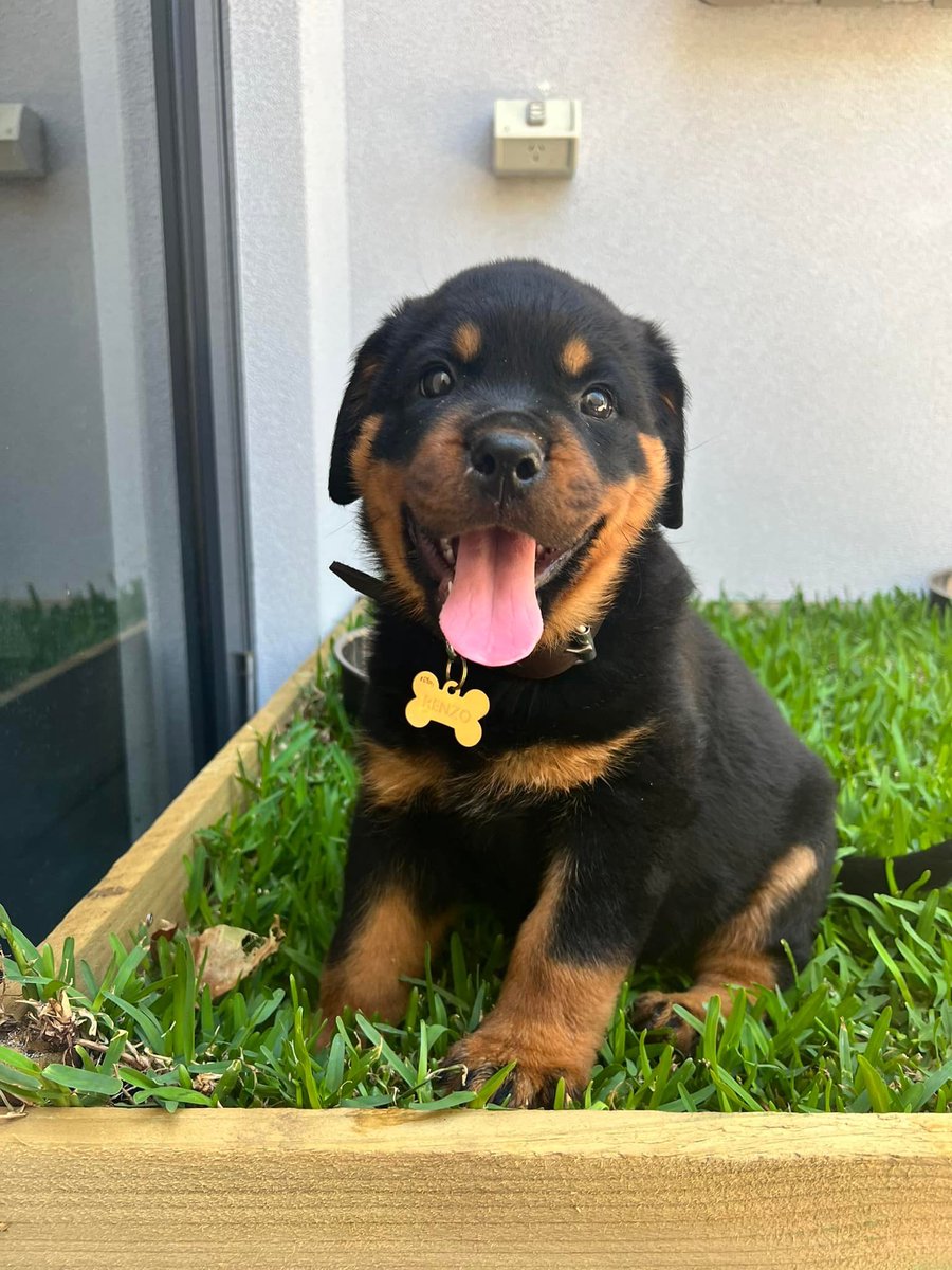 dog_rates's tweet photo. This is Renzo. He just rolled in grass for the first time and loved it. Definitely the best kind of floor he's ever experienced. 12/10 https://t.co/efZz1rLNGk