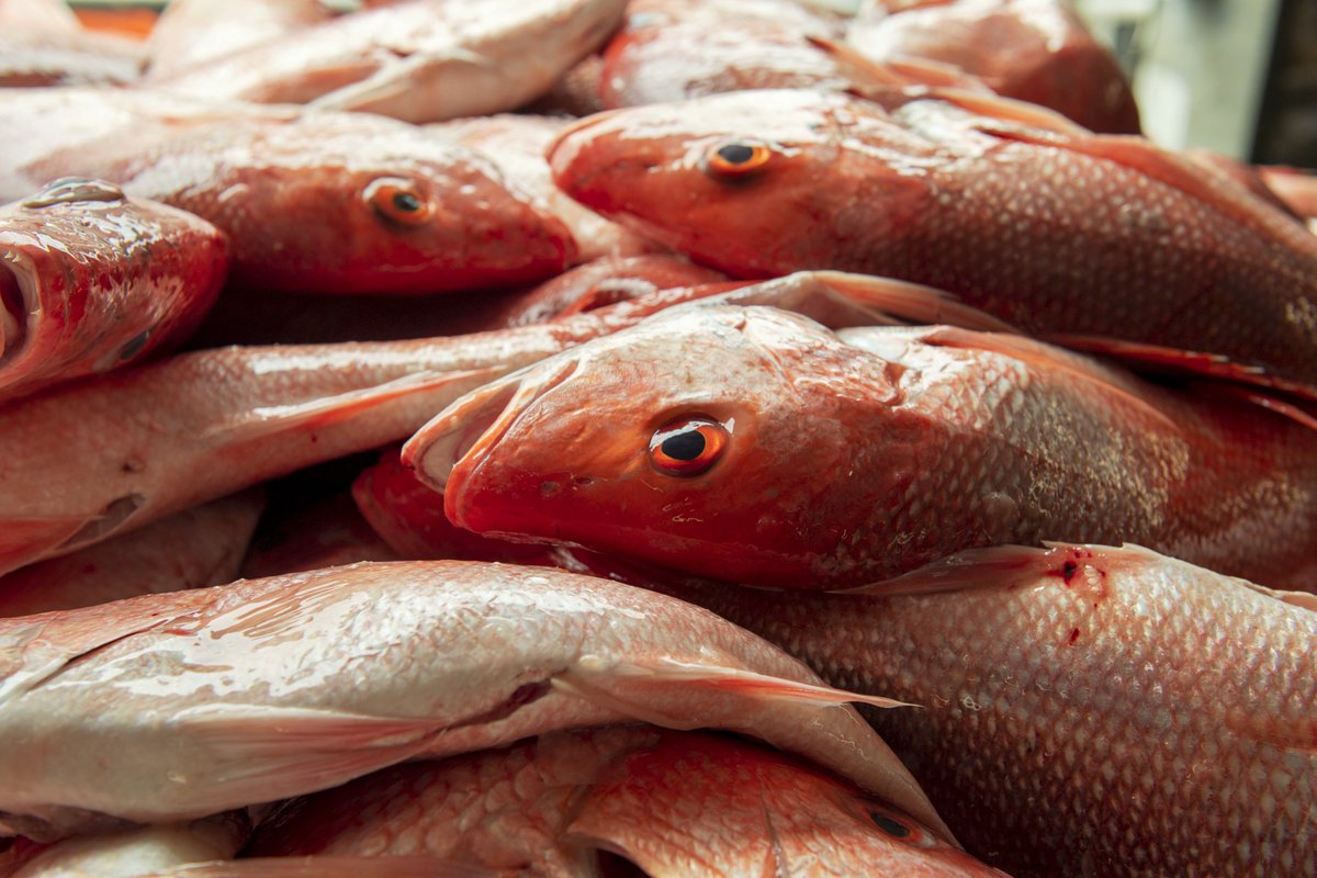 TPWDnews's tweet photo. UPDATE: Red snapper season in federal waters will close at 11:59 pm Friday, Sept 2: https://t.co/hcFZacolHw

Anglers may continue to harvest up to 4 #RedSnapper per day with 15-inch min length from Texas state waters.

Español-->https://t.co/FC1YiFt9Gn

#TexasFishing
#TexasCoast https://t.co/Xi6R7Z0hS1