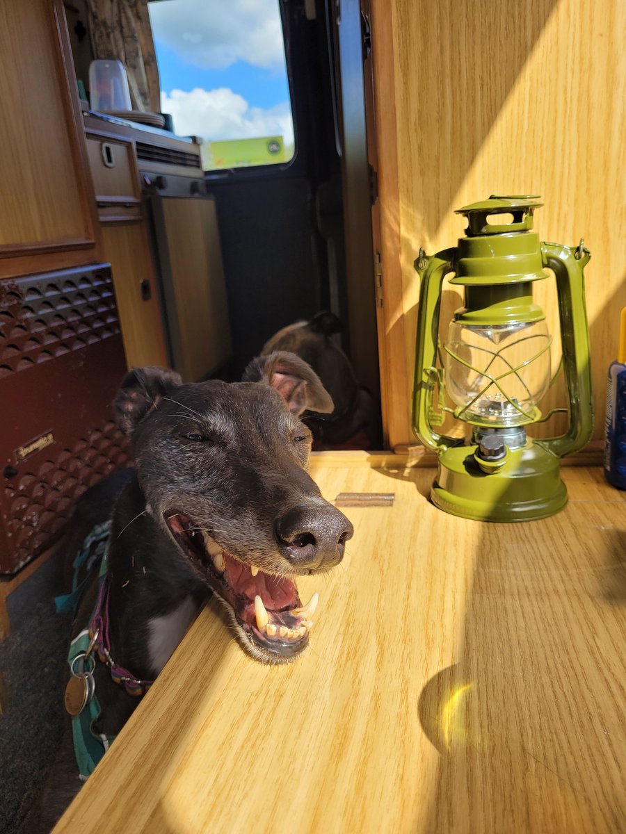 Lofty_dog's tweet photo. this is waht happyness looky like , https://t.co/PPkqEMpOCL