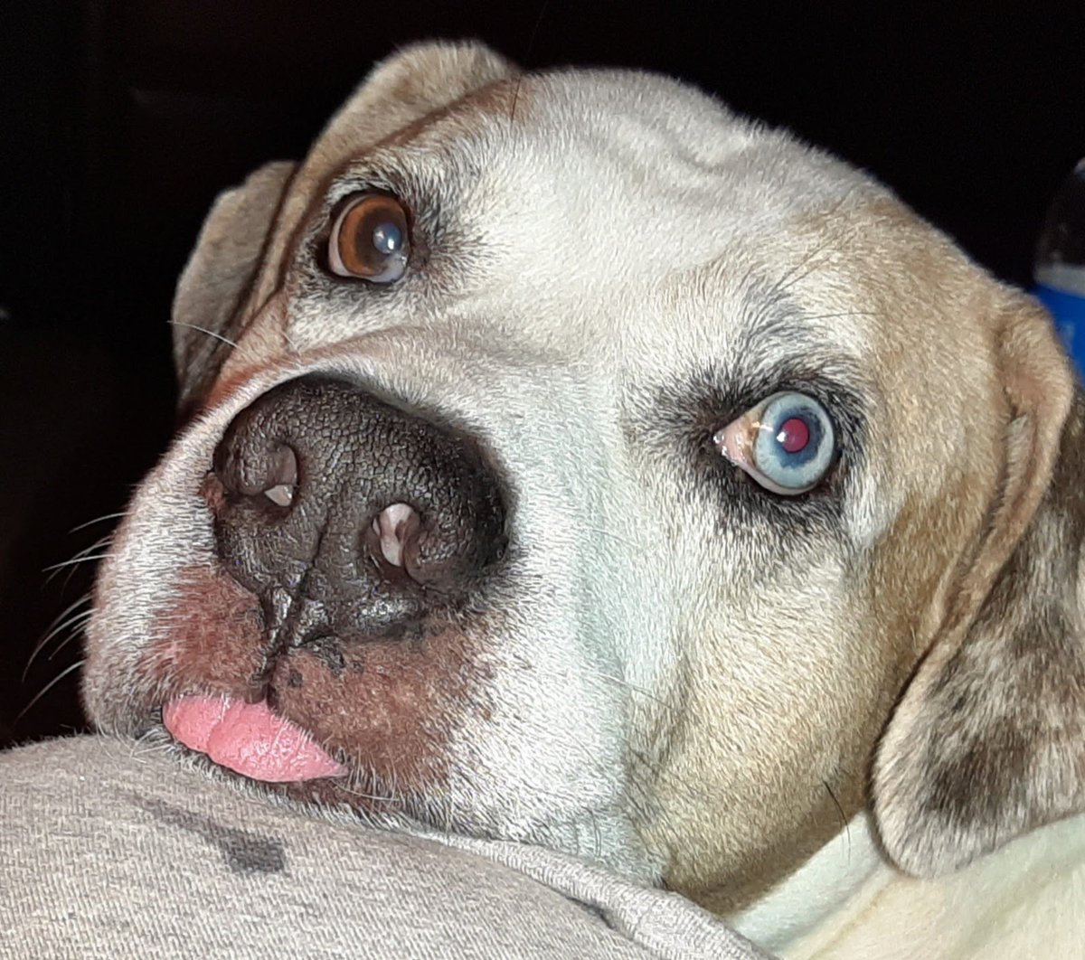 Oakley & Angel Tank🌈💕🐾 tweet media