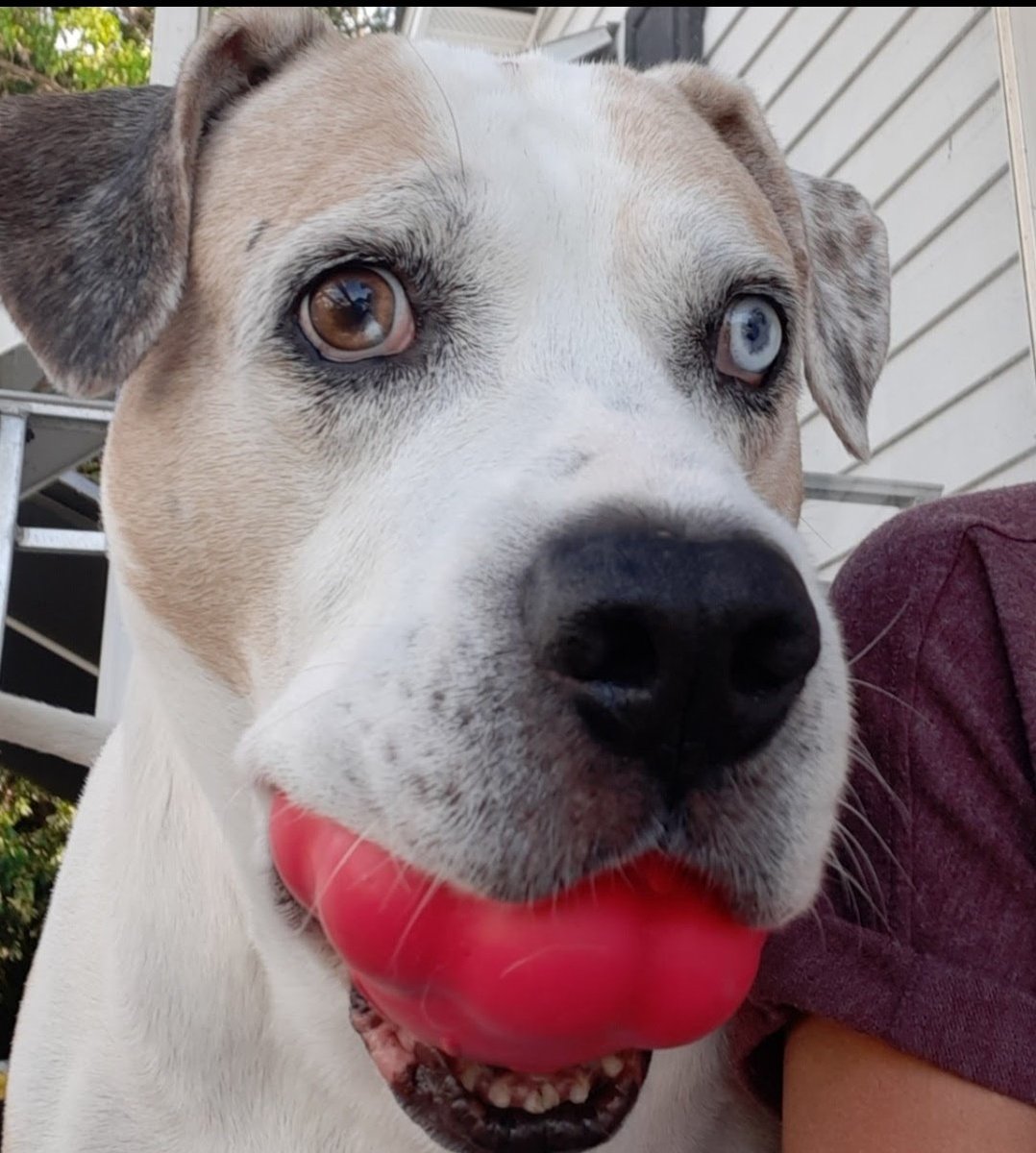 Oakley & Angel Tank🌈💕🐾 tweet media