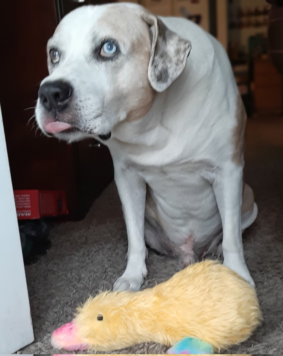 Oakley & Angel Tank🌈💕🐾 tweet media