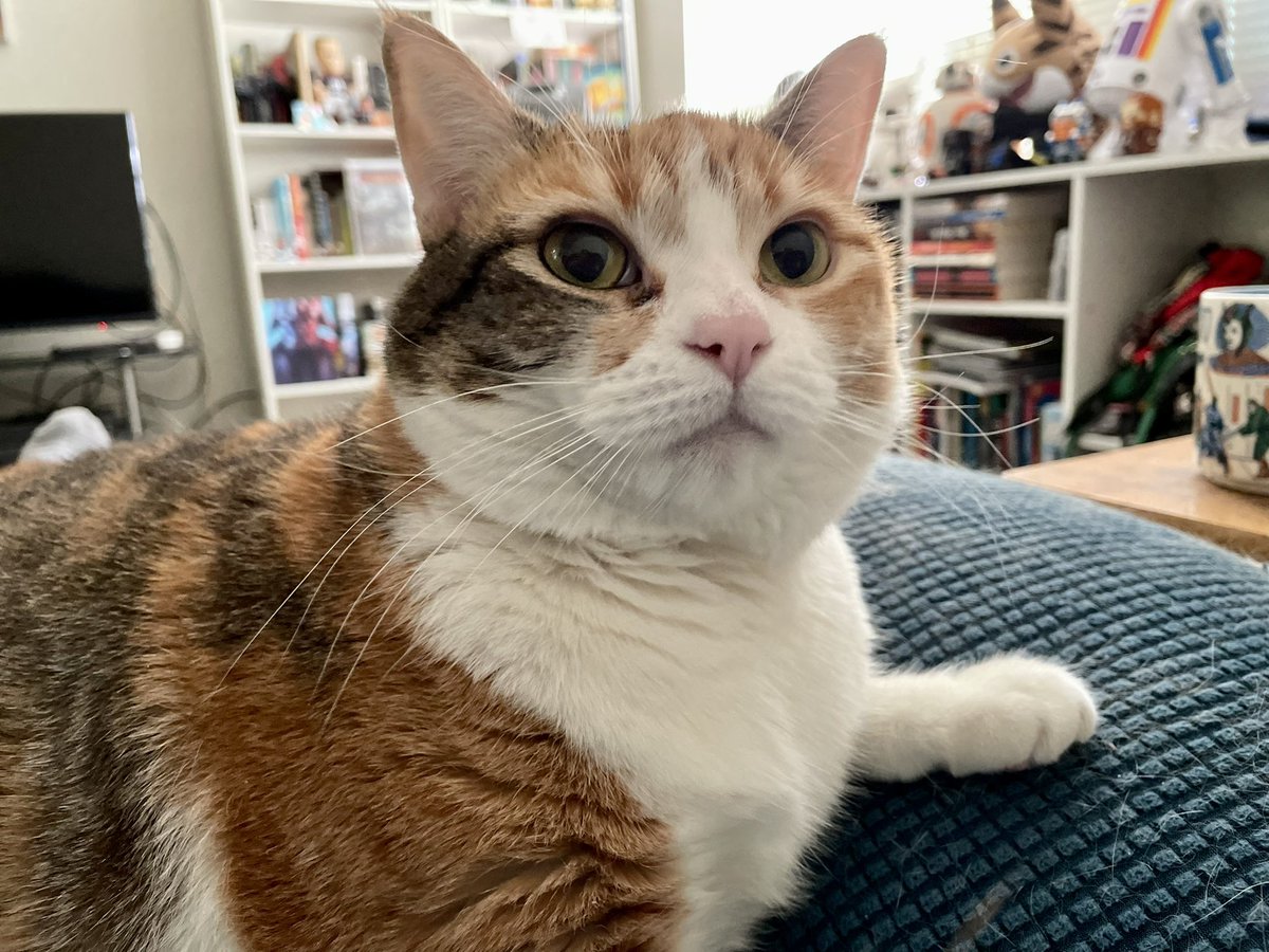 SwatiShahKicker's tweet photo. Doesn’t she have the nerdiest little cat face? ❤️🤓❤️🤓❤️ My Zara watching She-Hulk with me this morning
#SheHulk #CatsofTwittter #NerdCats #MCU #HotNerdAutumn https://t.co/aueC9ysVqD