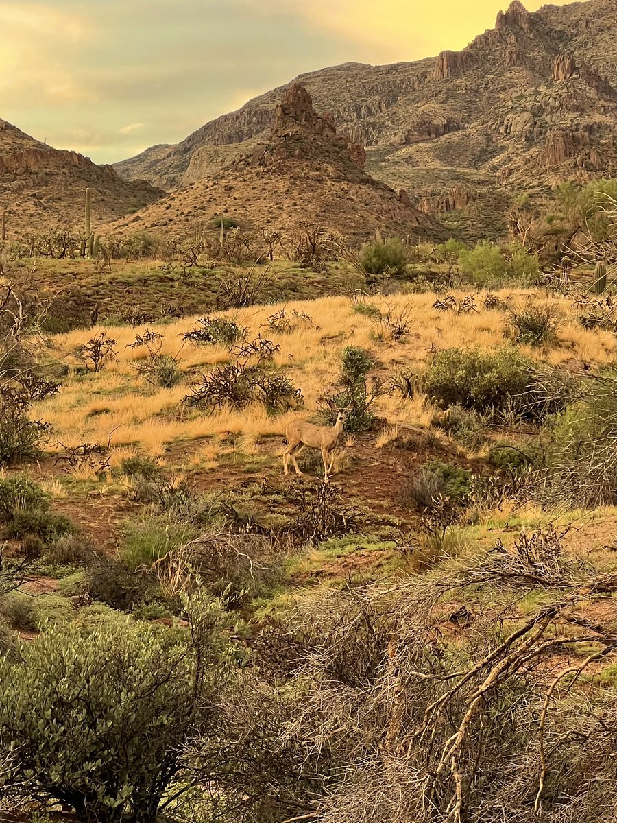 TashaAaron3's tweet photo. Have a blessed day🙌❤️ #hike #hikingadventures #hikinglikeitsmyjob #naturelovers #NatureBeauty #MorningSun #morning #sunrise #MorningLive #apachetrail https://t.co/nmZGztu9jM