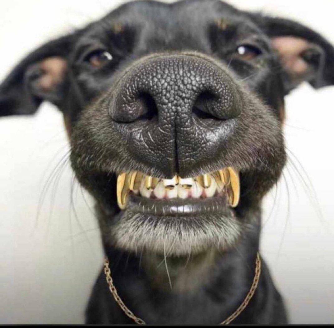 Enock💦 on Twitter "I want to get this similar gold teeth for my dog. I
