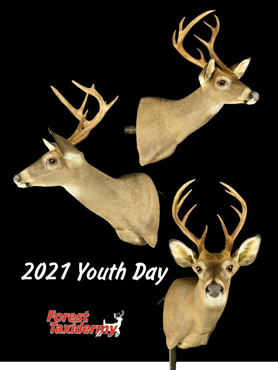 Forest Taxidermy (@325_wsm) on Twitter photo 