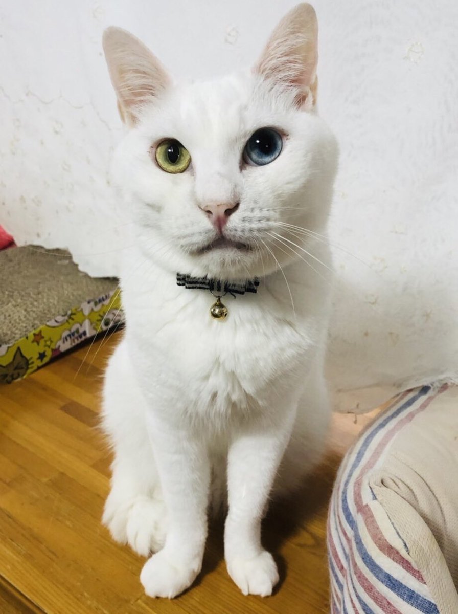 kazuousumi's tweet photo. 無事、３歳になりました。
うちに来てくれてありがとう。

#保護猫 #家族 https://t.co/tDpzzW5XnH