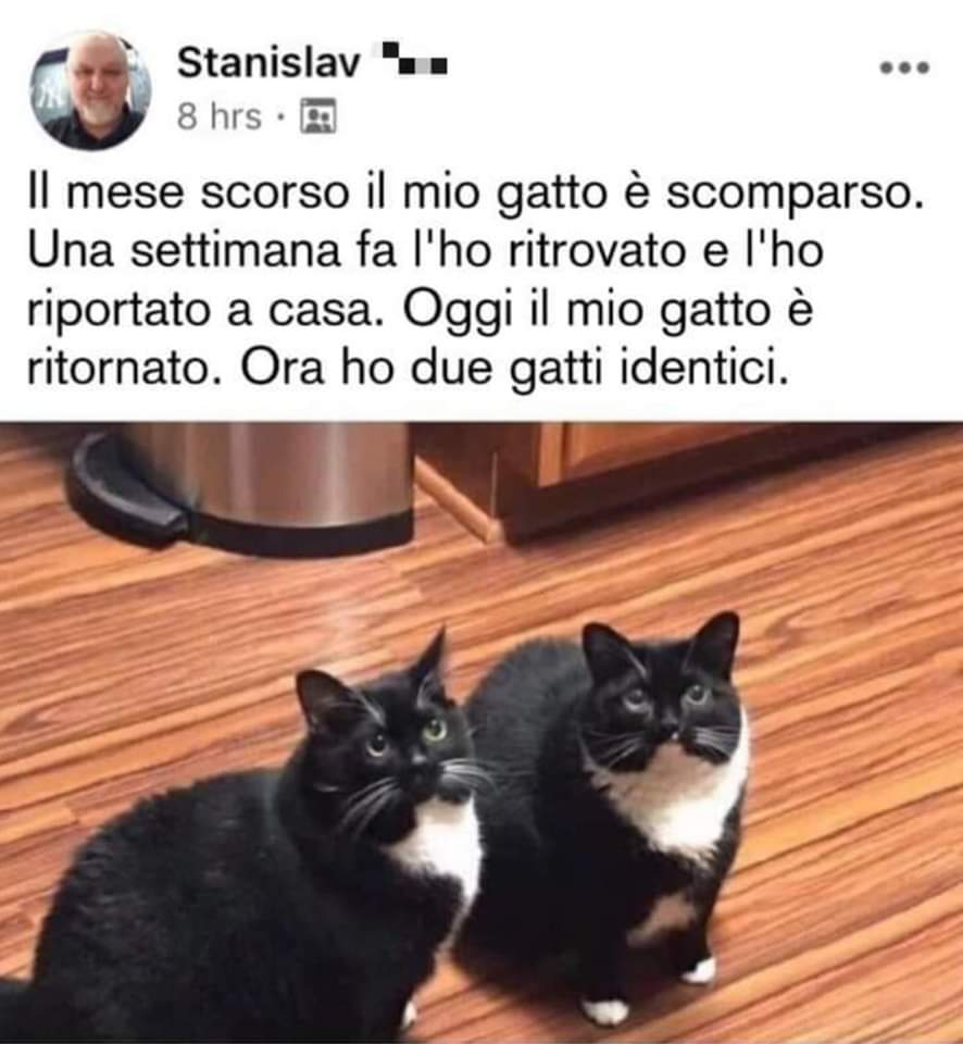Serena_Monza_IT's tweet photo. E niente,  continuo a ridere 🤣🤣🤣🤣 da quando l'ho vista oggi pomeriggio
@Sfigatto 😆 https://t.co/mKUBZfkqgI