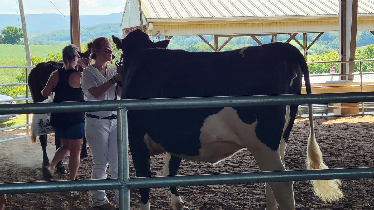 LatrobeHighPost's tweet photo. Westmoreland County Fair 2022. In dairy showmanship Dante Frescura earned first in class as he showed a very pregnant Marilyn. Other Latrobean winners Emily Frye in 2nd and Kara Lechman in third. Go Cats! #GLPride https://t.co/ftEbLfg2nu