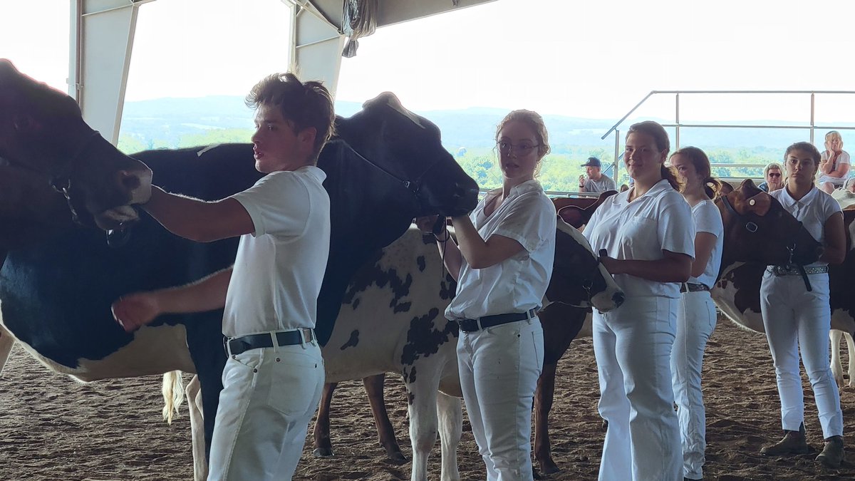 LatrobeHighPost's tweet photo. Westmoreland County Fair 2022. In dairy showmanship Dante Frescura earned first in class as he showed a very pregnant Marilyn. Other Latrobean winners Emily Frye in 2nd and Kara Lechman in third. Go Cats! #GLPride https://t.co/ftEbLfg2nu