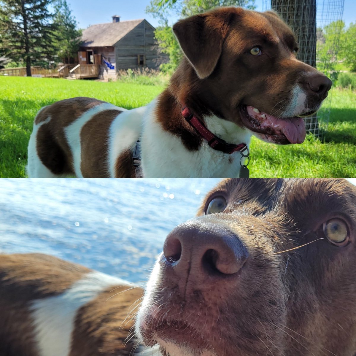 cretin_rob's tweet photo. @CBC Pepper wants to play! https://t.co/nKCk2zwteZ