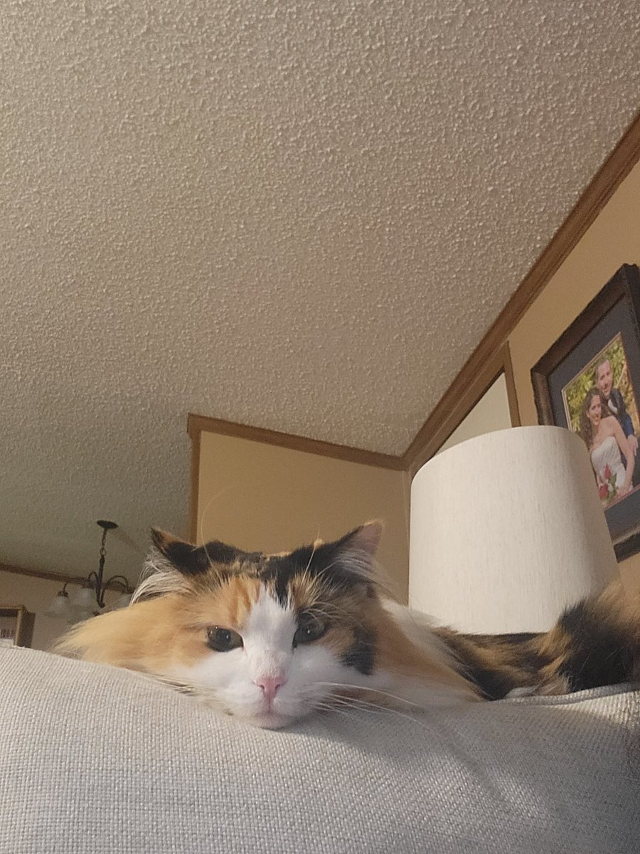 RomGuns's tweet photo. Just in case you needed to see a small, fluffy, very angry cat, Astrid is willing to help with that. #CatsOfTwitter fyi she's mad bc I won't let her eat things that will kill her. https://t.co/g7udbcT8q4