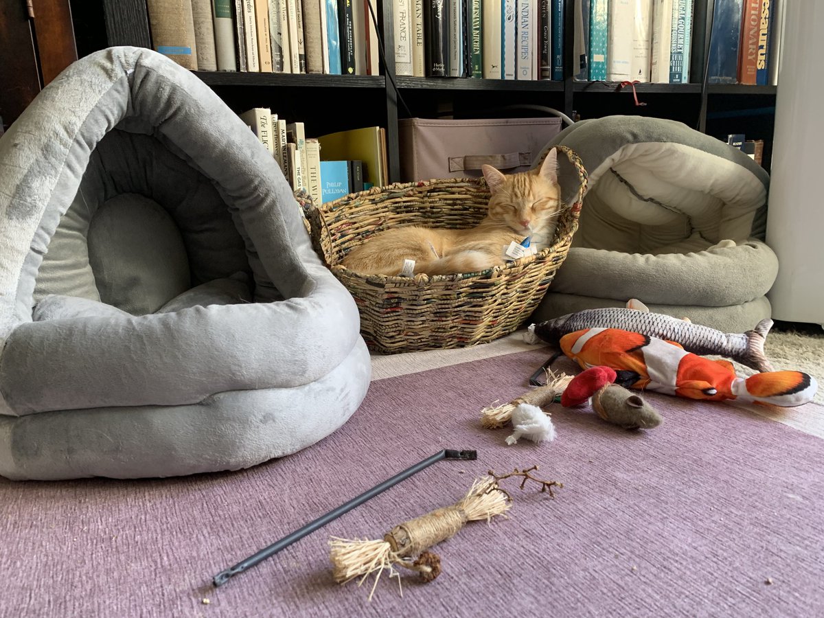 CaronAndregg's tweet photo. Two plush cat beds either side of the toy basket…. ⁦@sdhumane⁩ #Cats #misoandesme https://t.co/W0dYXMHhrX