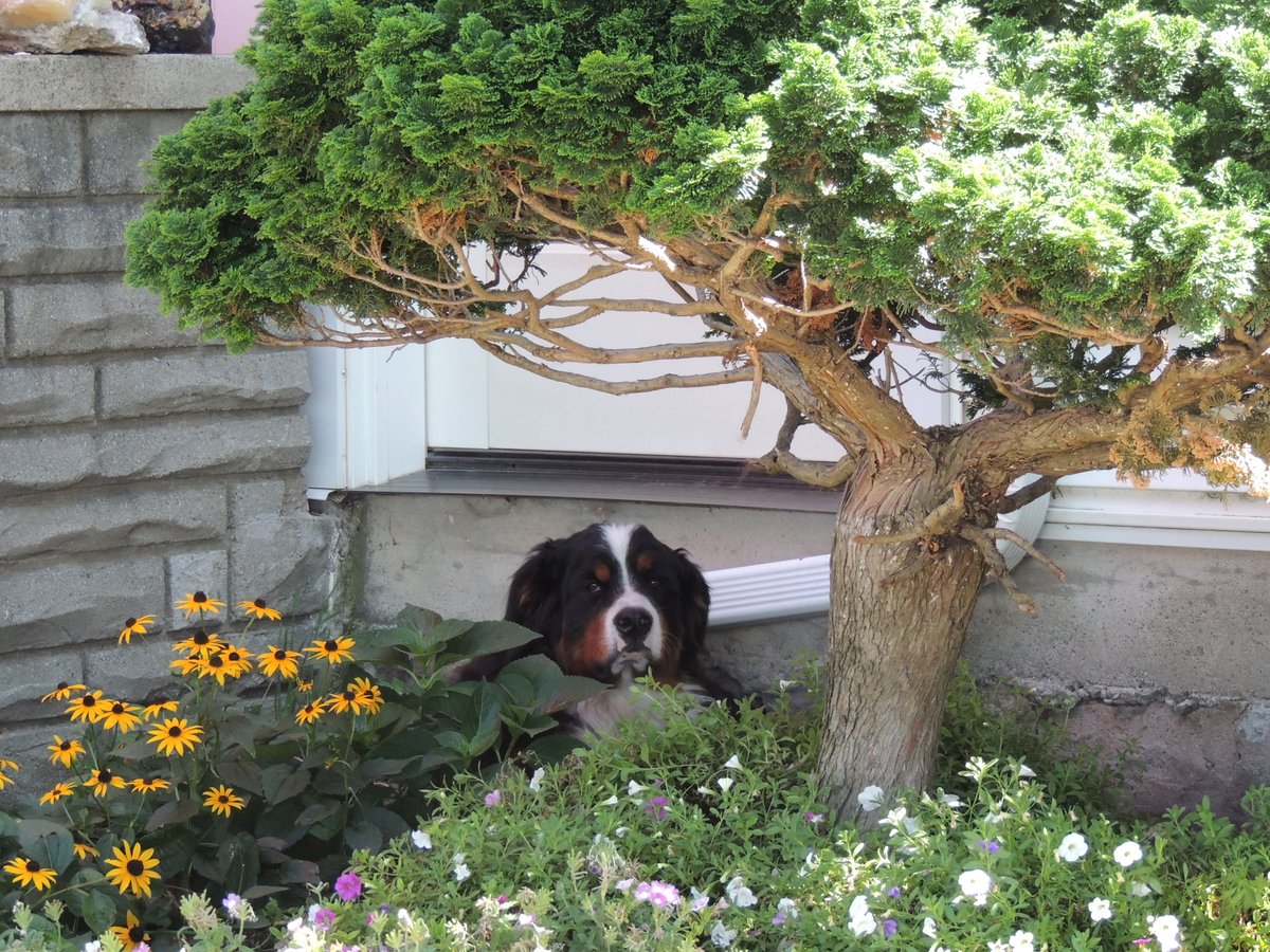 SueAnnStaff's tweet photo. In case your timeline needs some #brixpix, here you go!  #winerydogsofontario #bernesemountaindog #worldshappiestbernesemountaindog https://t.co/C7InnlxPKu