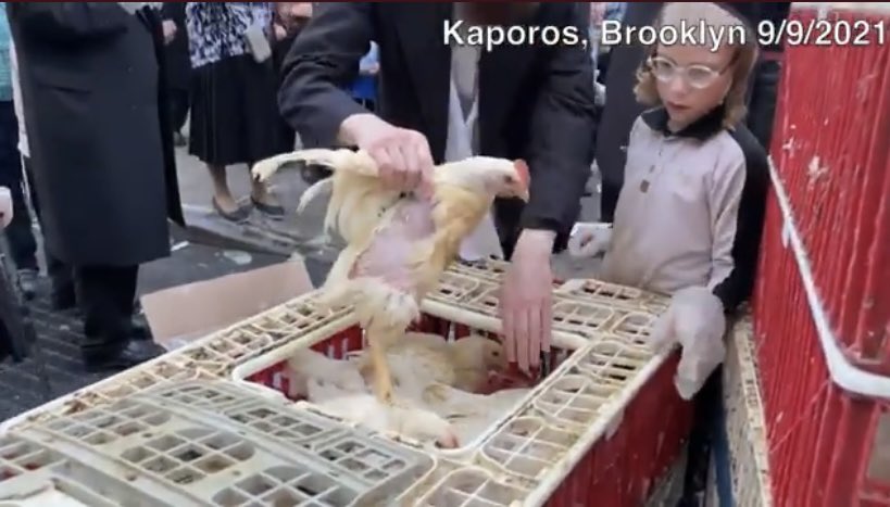 MLeeNYCx's tweet photo. @theirturn @NYCHealthCommr @FareedZakaria #CountdownToKaporos2022 It has a #Timeline this #EvilFundraiser where orders are placed for #chickens to be born for #Kaporos torture, trucked into #NYC streets for bizarre #CultRitual allowed by @NYCMayor @NYCCouncil @NYPDPaws‼️Along this predictable timeline no one stops it… https://t.co/3PAvHW89So