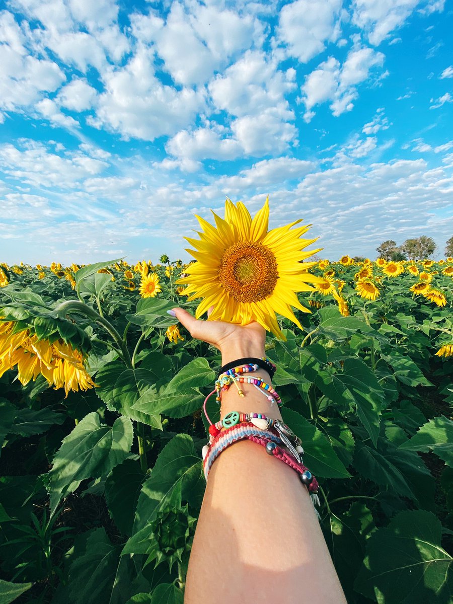 Belu_Almada's tweet photo. >> 𝐆𝐈𝐑𝐀𝐒𝐎𝐋𝐄𝐒 🌻 ✨ 
‼️Info importante: ‼️
• Están en una propiedad PRIVADA en Santa Rosa - San Pedro, por lo que el acceso no es libre y gratuito.
• ESTAS están solamente hasta este fin de semana.
• Se vienen las próximas cosechas en sept/oct pero en el SUR, ITAPÚA. https://t.co/FwCkRVfGWy