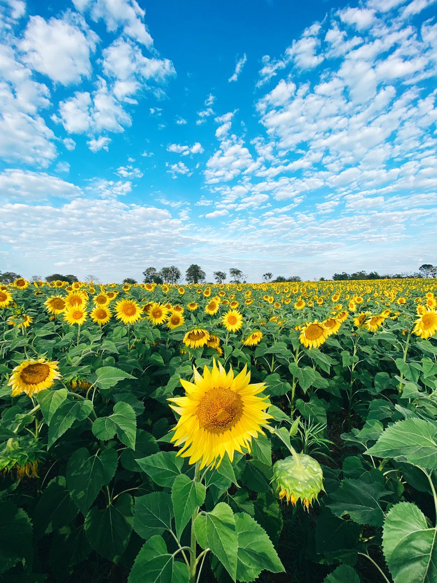 Belu_Almada's tweet photo. >> 𝐆𝐈𝐑𝐀𝐒𝐎𝐋𝐄𝐒 🌻 ✨ 
‼️Info importante: ‼️
• Están en una propiedad PRIVADA en Santa Rosa - San Pedro, por lo que el acceso no es libre y gratuito.
• ESTAS están solamente hasta este fin de semana.
• Se vienen las próximas cosechas en sept/oct pero en el SUR, ITAPÚA. https://t.co/FwCkRVfGWy