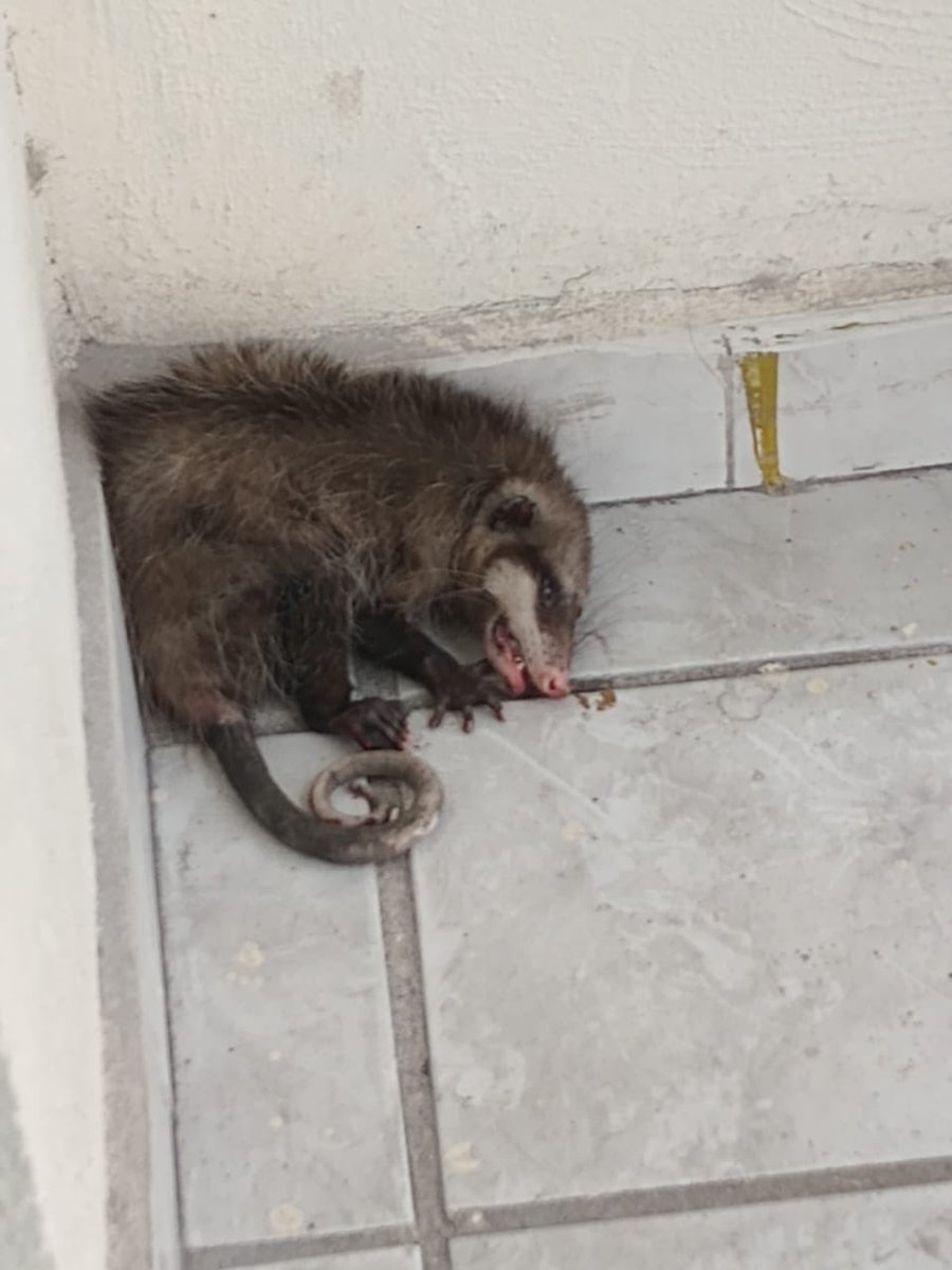 mayraic's tweet photo. @PC_NuevoLeon @CFE_Contigo @911monterrey @Cicmty @ServPublicosMty salió este animal de registro de la CFE que está sin tapa desde Marzo en la Av Colón y nadie nos apoya para sacarlo https://t.co/TO6xyqyRih