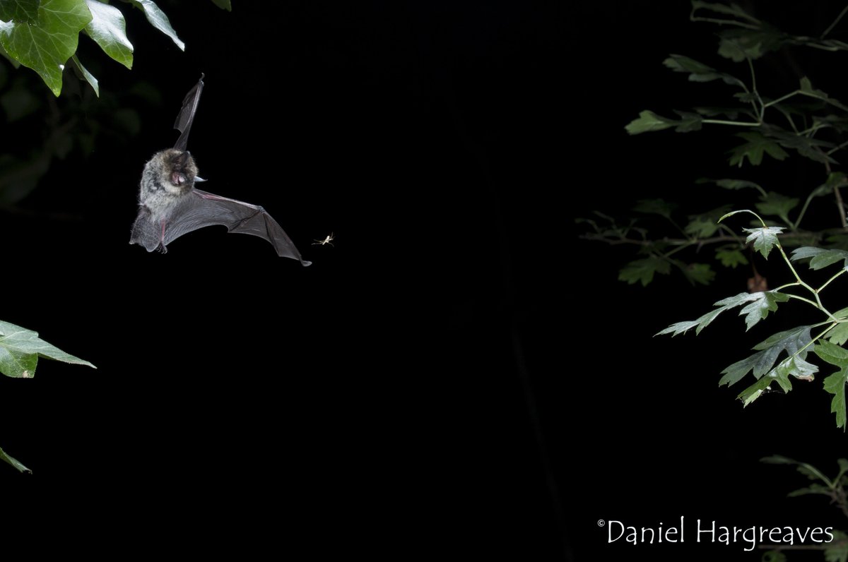 _BCT_'s tweet photo. Repealing or weakening legislation protecting bats and other wildlife will accelerate the decline of the species already at risk as well as undermine the conservation status of other species across even larger areas of the UK. Please write to your MP https://t.co/AVZ5uq6rwp https://t.co/innQIAuUrb
