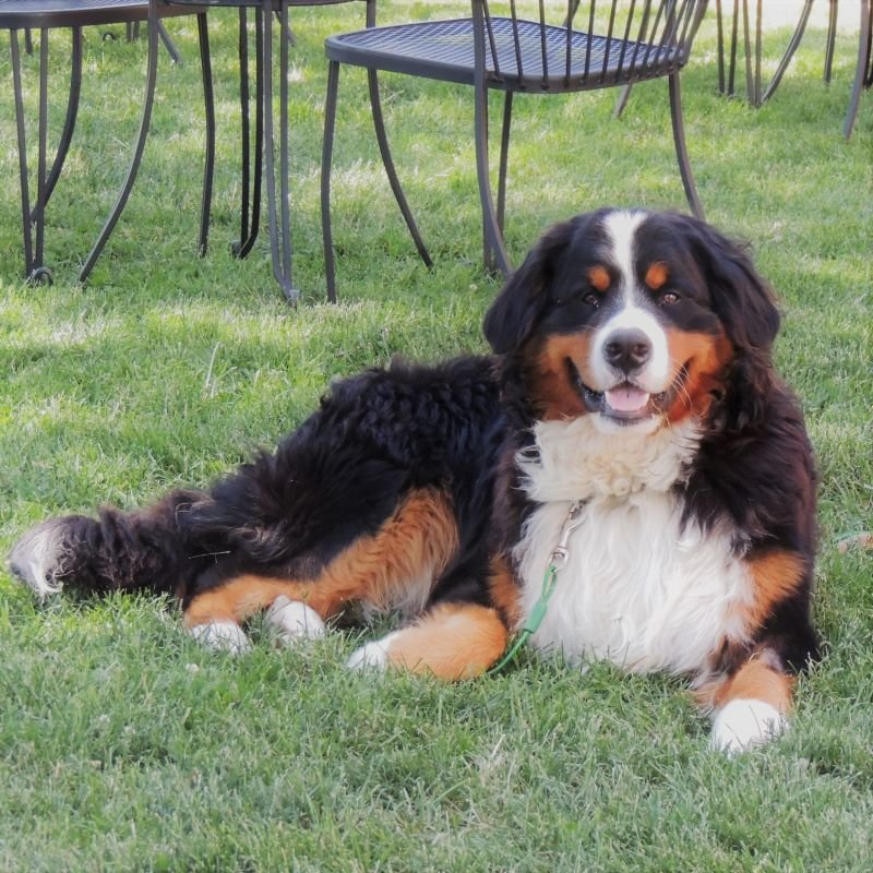 SueAnnStaff's tweet photo. In case your timeline needs some #brixpix, here you go!  #winerydogsofontario #bernesemountaindog #worldshappiestbernesemountaindog https://t.co/C7InnlxPKu