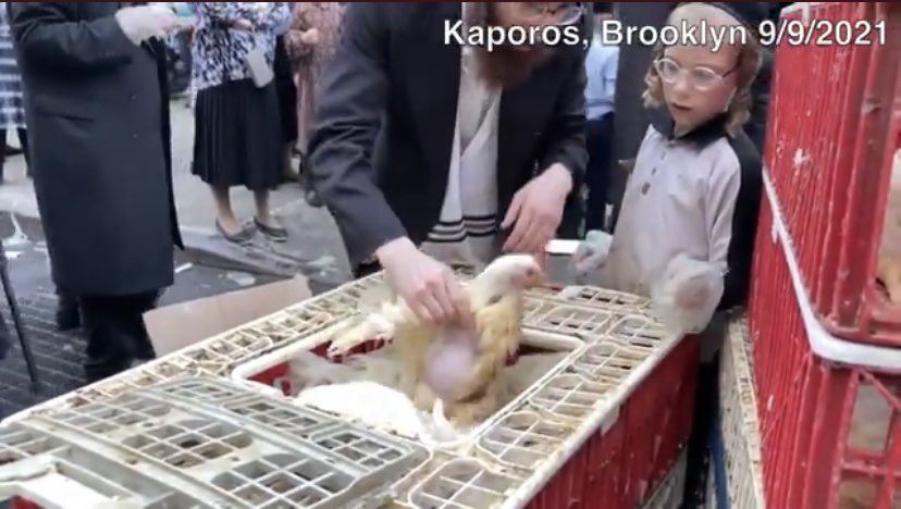 MLeeNYCx's tweet photo. @theirturn @NYCHealthCommr @FareedZakaria If #NYC were a decent city, @NYCMayor @GovKathyHochul would’ve said upon entering office they would forbid using #chickens as #Kaporos. They would say & believe #NY has certain moral values & therefore tell #CultRitual practitioners to instead use coins- as per original practice. https://t.co/he0RVNXOIN