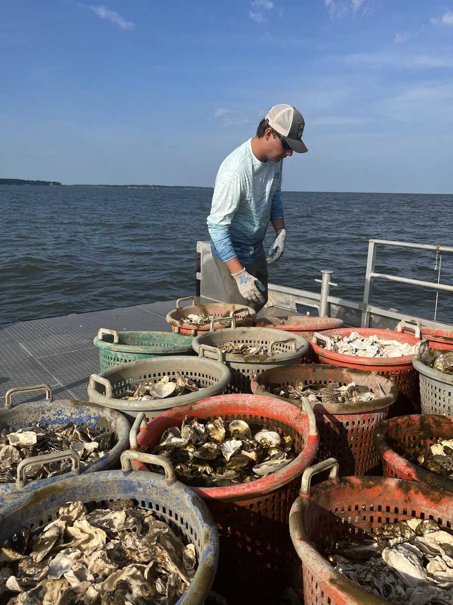 See how we are working with <a href="/UMCES/">UMCES</a>, <a href="/MarylandDNR/">Maryland DNR</a>, @OysterRecovery Partnership, and local watermen's associations to improve the #chesapeakebay and revive oyster fisheries. bit.ly/3dPCVzz