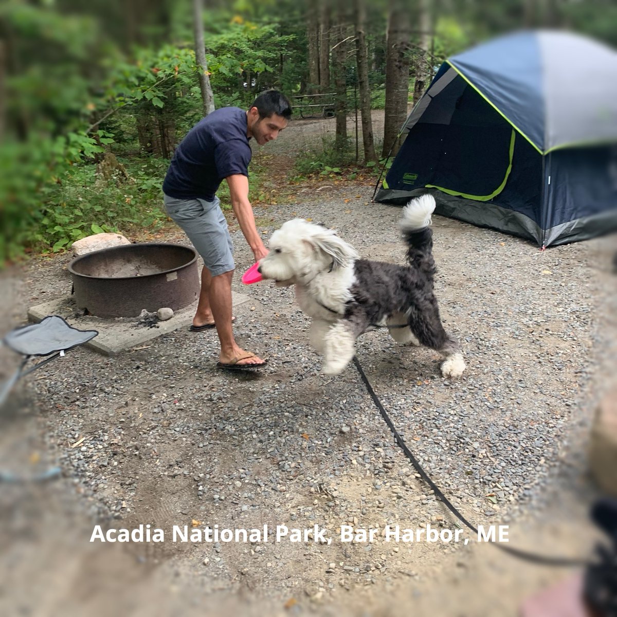 vanversusdog's tweet photo. That time @tmarquez09 tried to teach me to play frisbee. cc @karenmarquez87

#acadia #barharbor #maine #sheepadoodle #camping #dogsofinstagram https://t.co/NC2WPJCkeZ