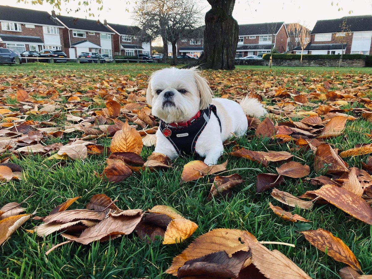 DaveMorganNT's tweet photo. @jackiekabler And here’s Minnie. Also 6. Also in Liverpool. https://t.co/DJzUt6PYJb