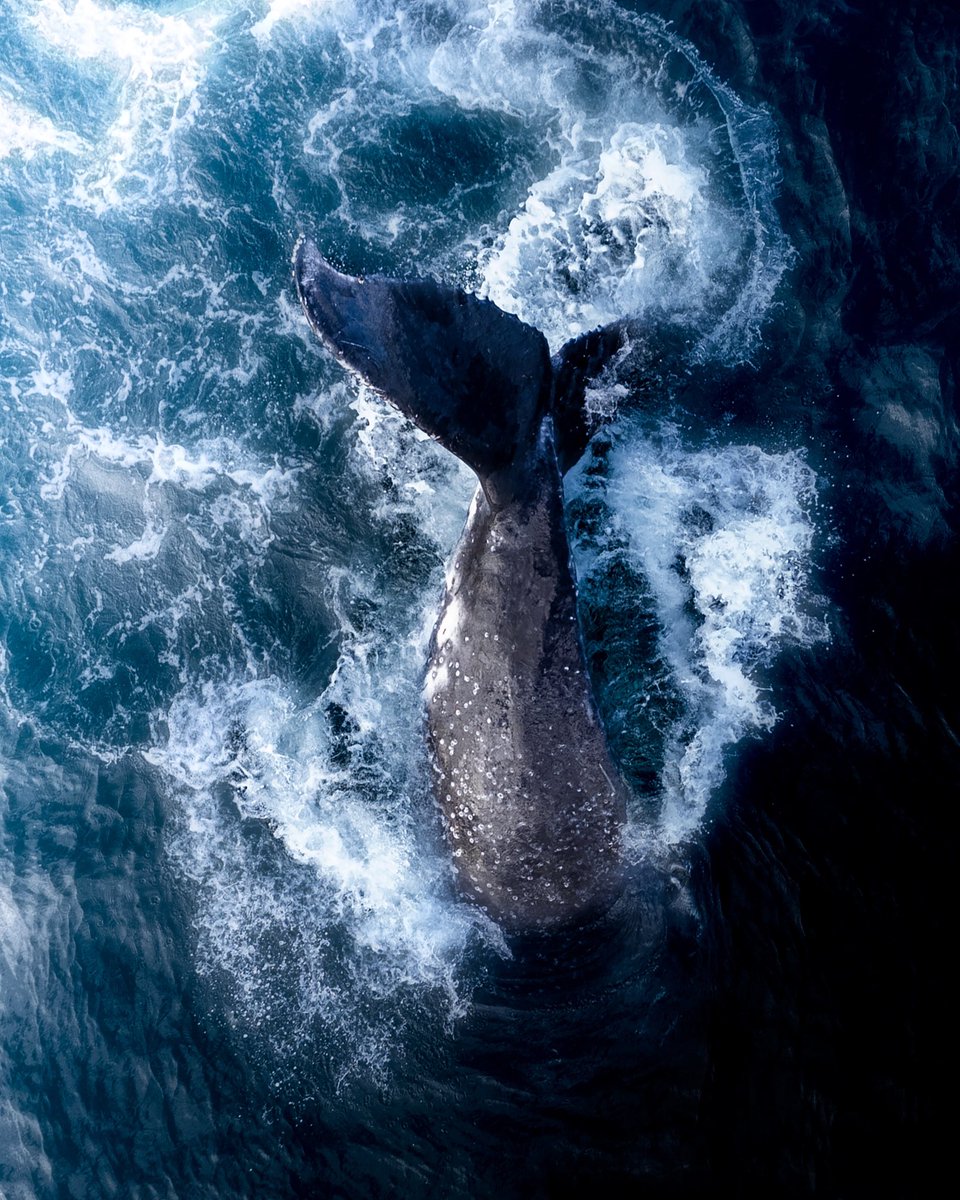 Gm 🙂

Another lap around the sun today 🎂

To celebrate here is a preview of an upcoming mint 🐋💙🌊💎 Wen?