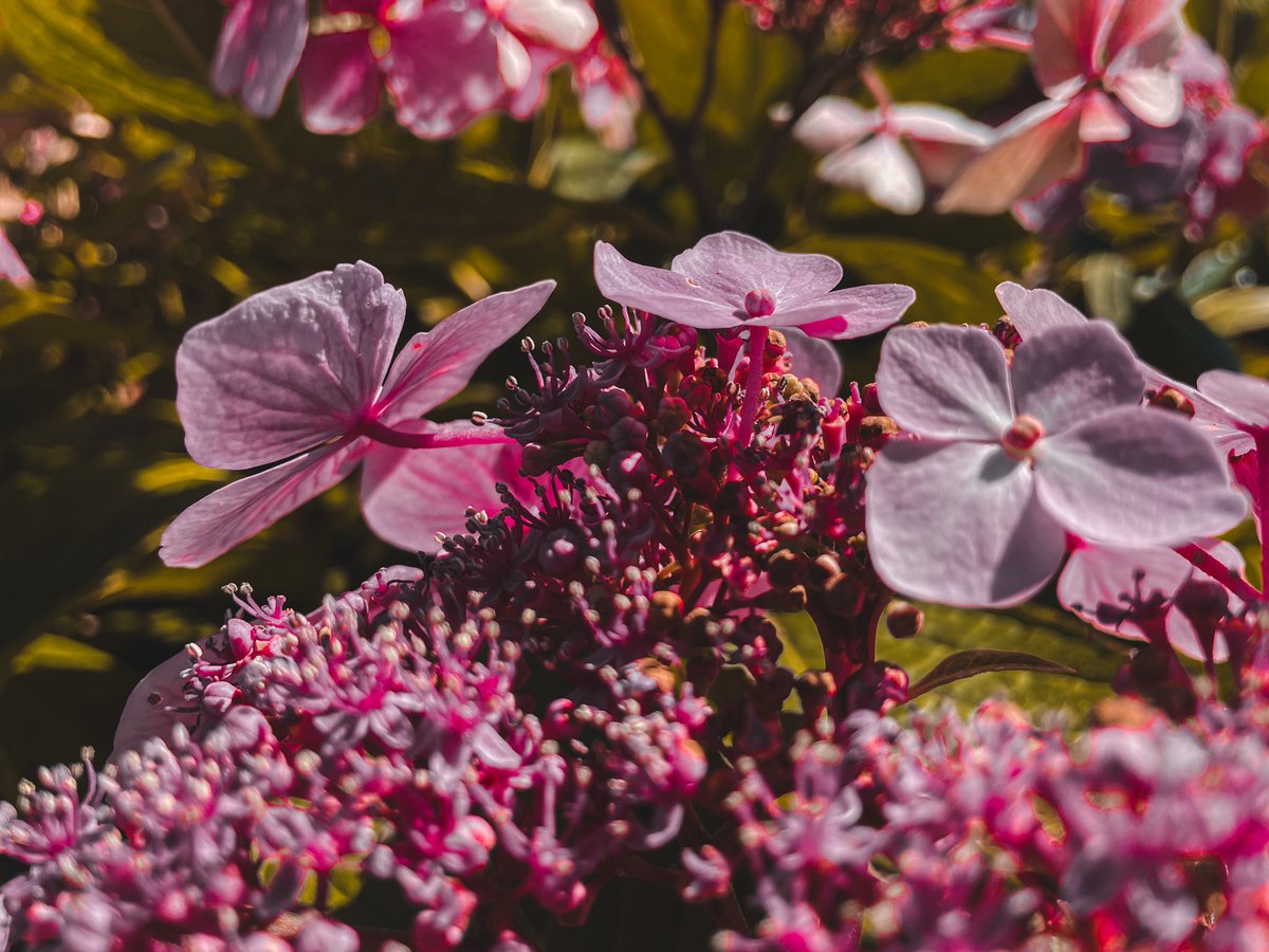 JacBrown61's tweet photo. #sony #sonyf×3 #sonya7ili
#sonycamera #sonylens
#photography #photographer
#tealandorange #filmphotography https://t.co/rjLWHSK0Ok