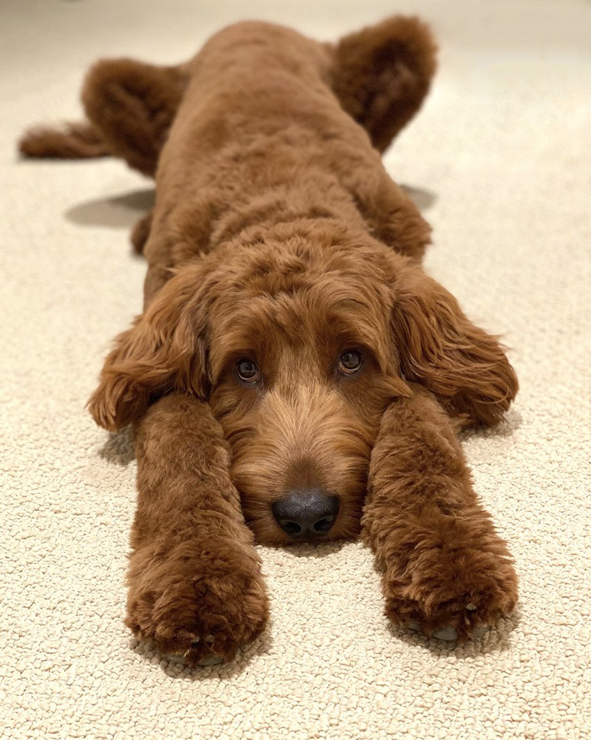Courtney0's tweet photo. @CBC Look no further! This is Murphy. https://t.co/uUWHGdIyk3